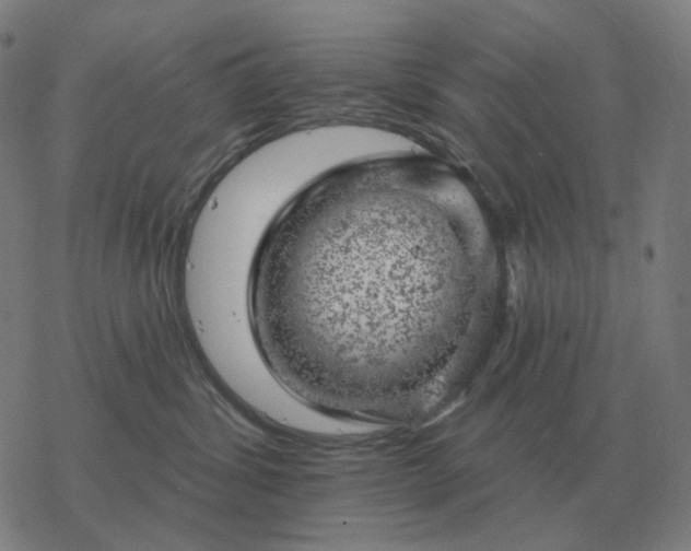 X0000068890428200605122039