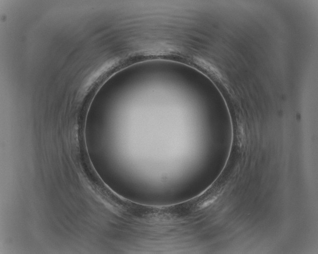 X0000068890535200605122036