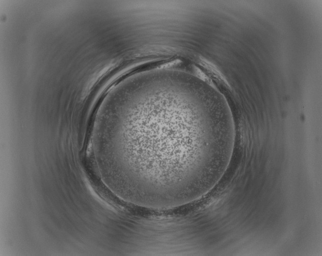 X0000068890538200605122036