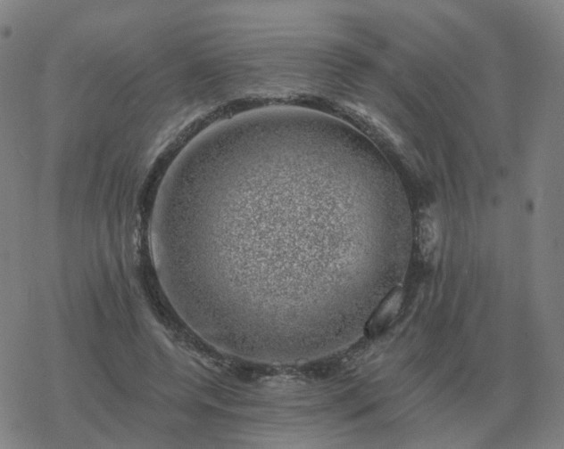 X0000068890544200605122036