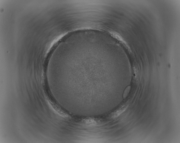 X0000068890588200605122036