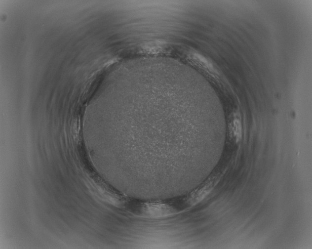 X0000068890605200605122036