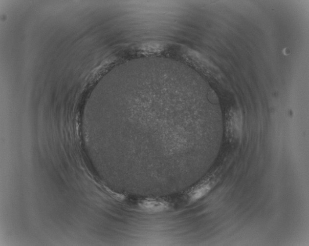 X0000068890608200605122035