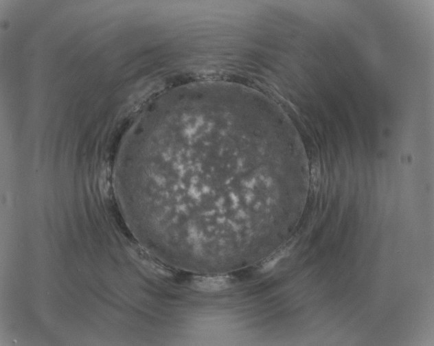 X0000068890671200605122035