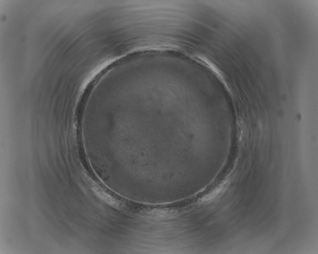 X0000068890779200605122033