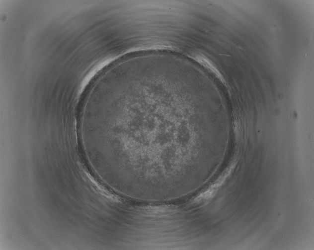 X0000068890781200605122033