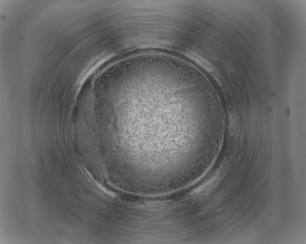 X0000068890782200605122033