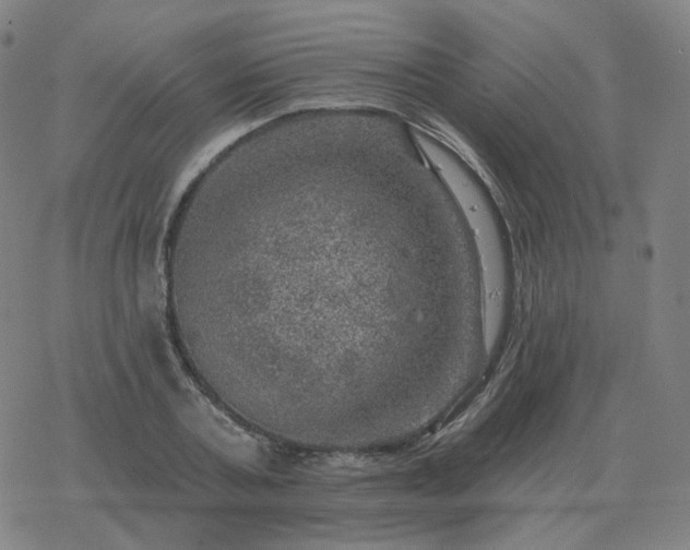 X0000068890787200605122033