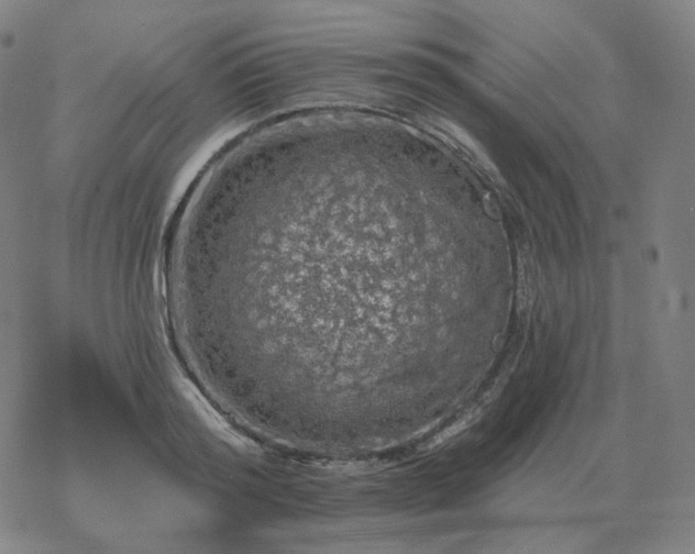 X0000068890796200605122032