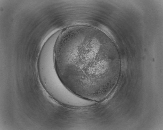 X0000068890814200605122032