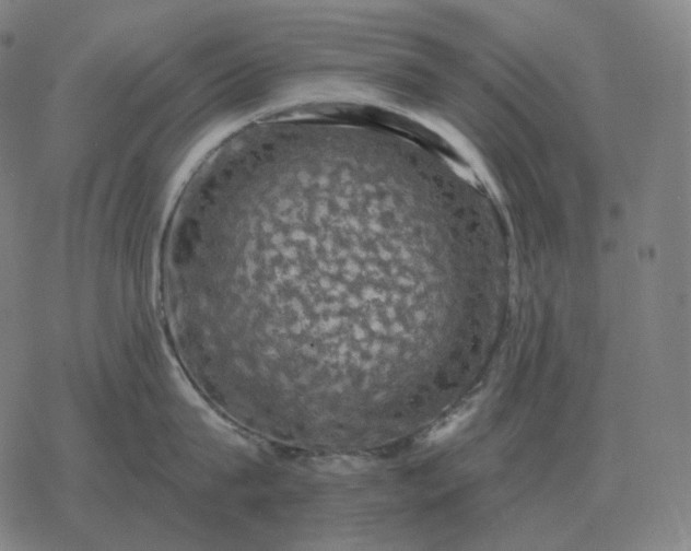 X0000068890815200605122032