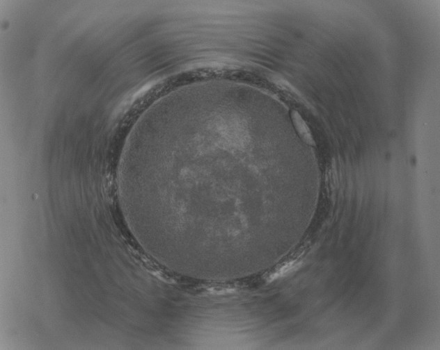 X0000068890822200605122031