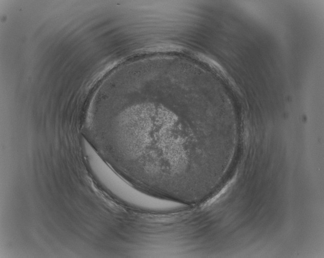 X0000068890833200605122032