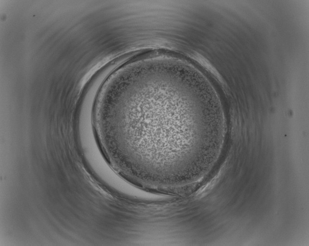 X0000068890834200605122032