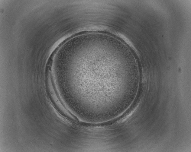 X0000068890837200605122032