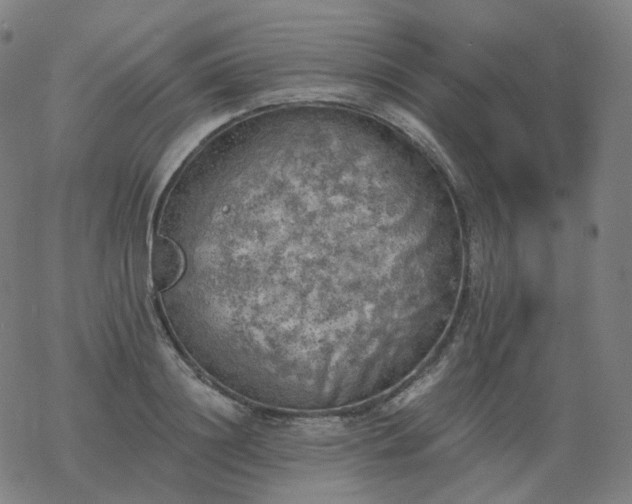 X0000068890844200605122032