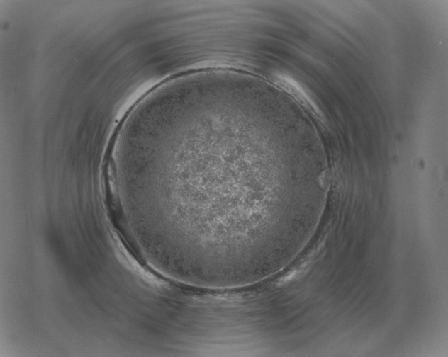 X0000068890900200605122031