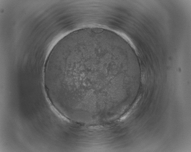 X0000068890903200605122031