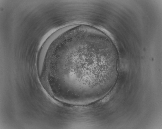 X0000068890910200605122030