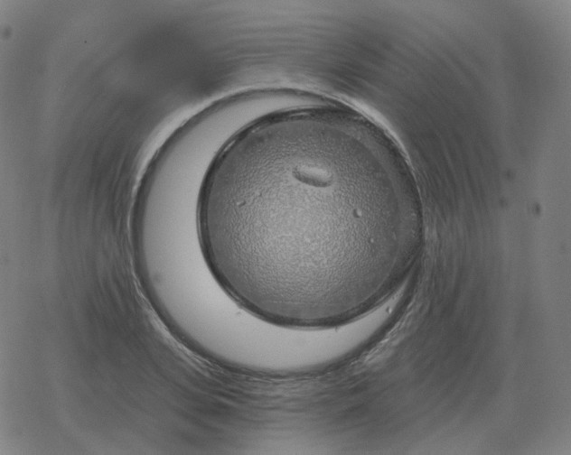 X0000068890935200605122030