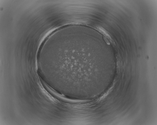 X0000068890940200605122030