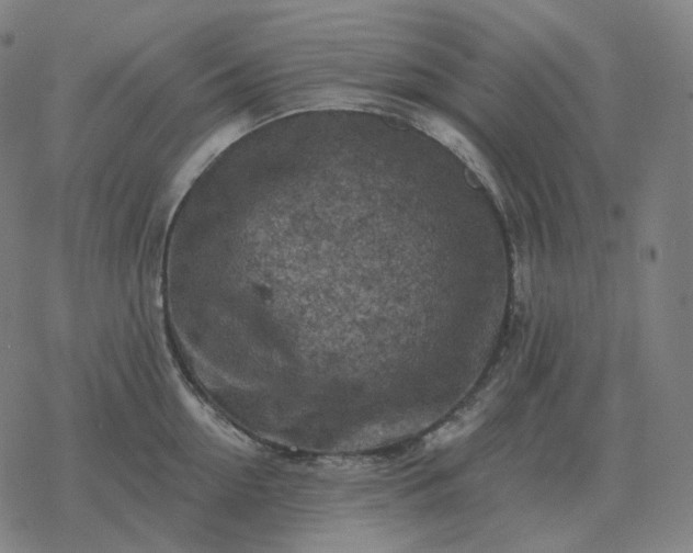 X0000068890954200605122030