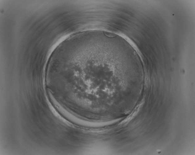 X0000068890957200605122030