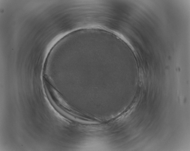 X0000068890959200605122030