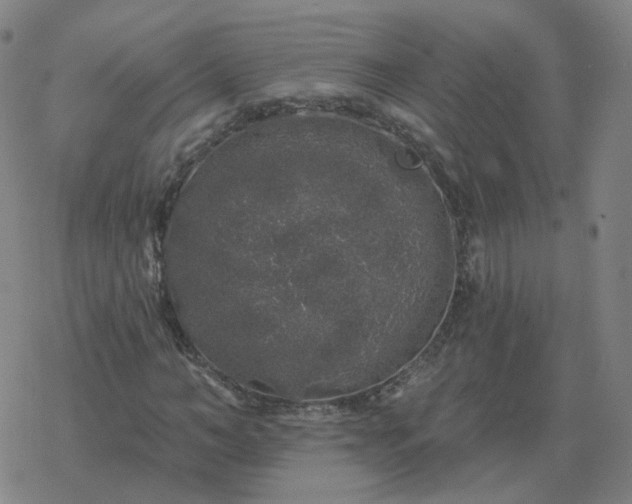 X0000068890966200605122030