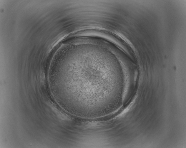 X0000068890969200605122029