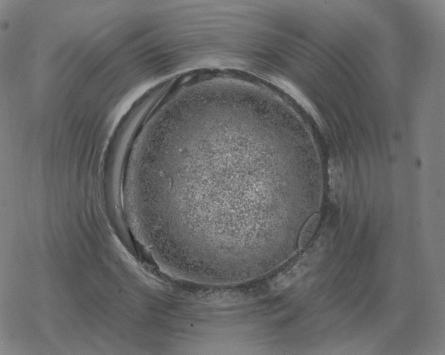 X0000068890972200605122029