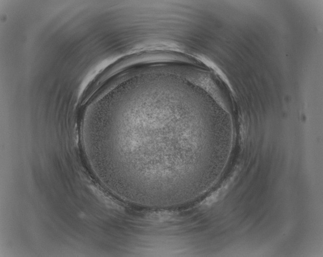 X0000068890973200605122029