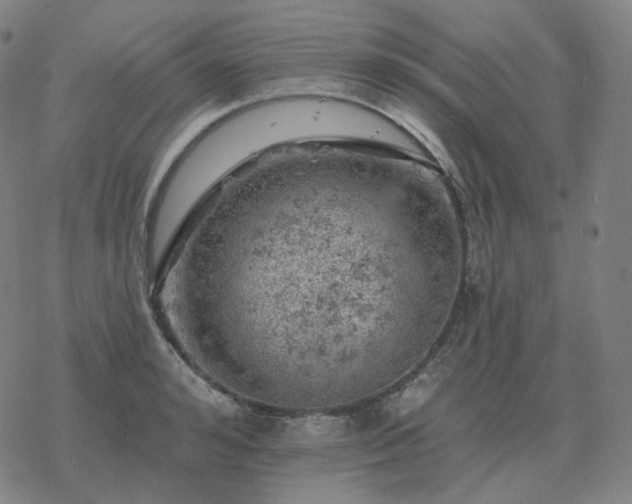 X0000068890992200605122029