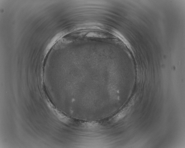 X0000068890994200605122029