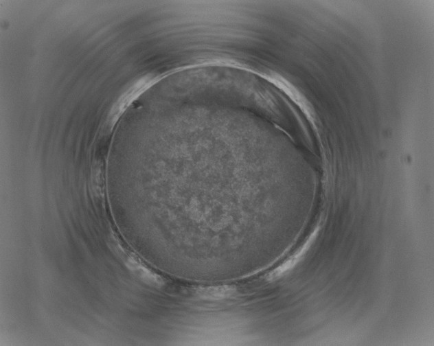 X0000068891001200605122029