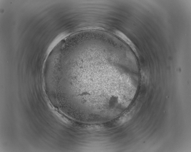 X0000068891002200605122029