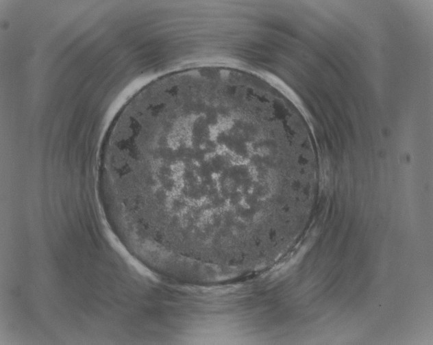 X0000068891005200605122029