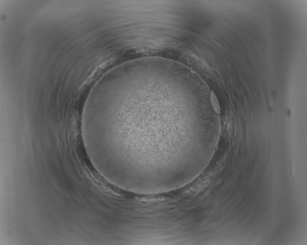 X0000068891012200605122028