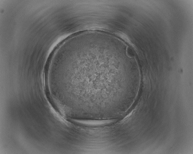 X0000068891032200605122028