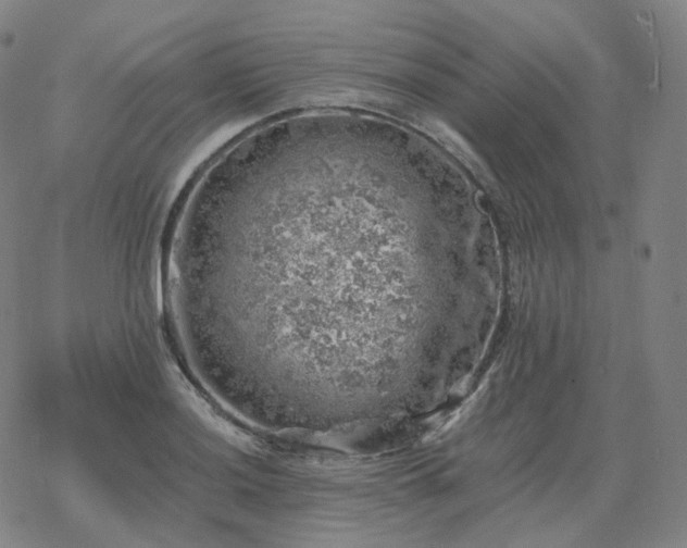 X0000068891036200605122028