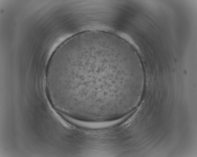 X0000068891040200605122029