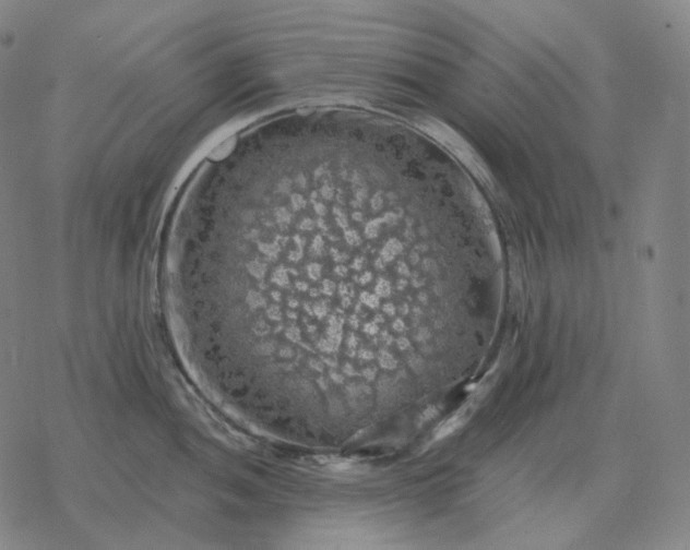 X0000068891052200605122029