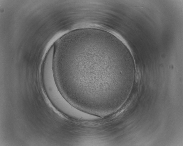 X0000068891053200605122029