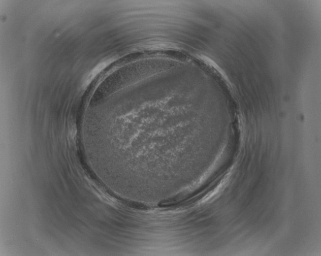 X0000068891065200605122028