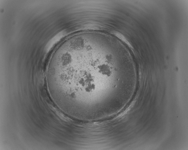 X0000068891067200605122028