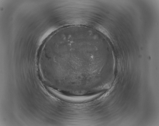 X0000068891071200605122028