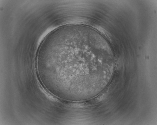 X0000068891086200605122028