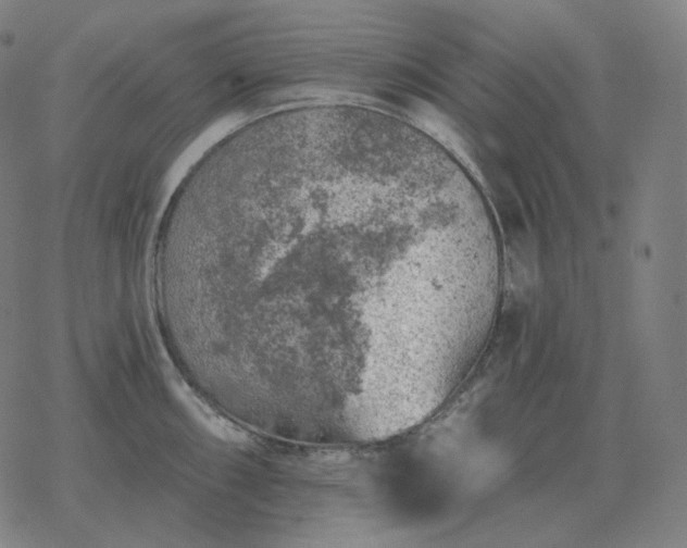 X0000068891098200605122027