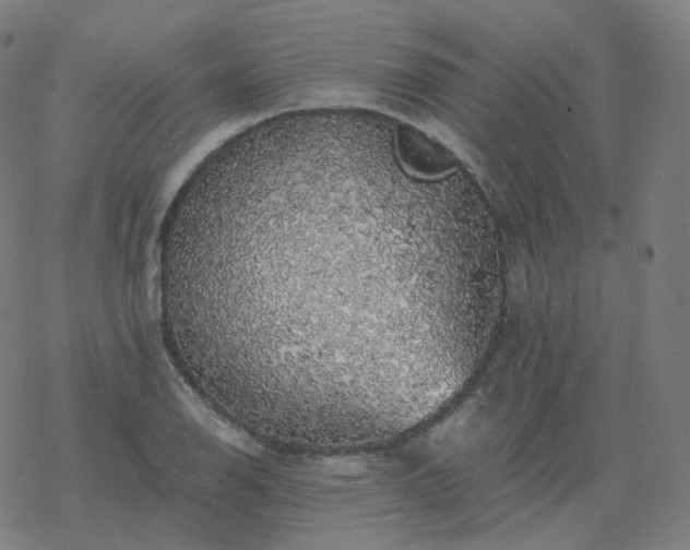 X0000068891126200605122027