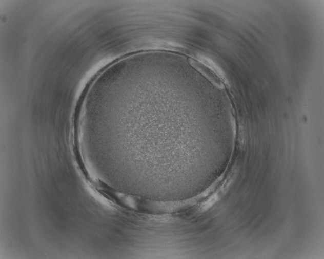 X0000068891136200605122027